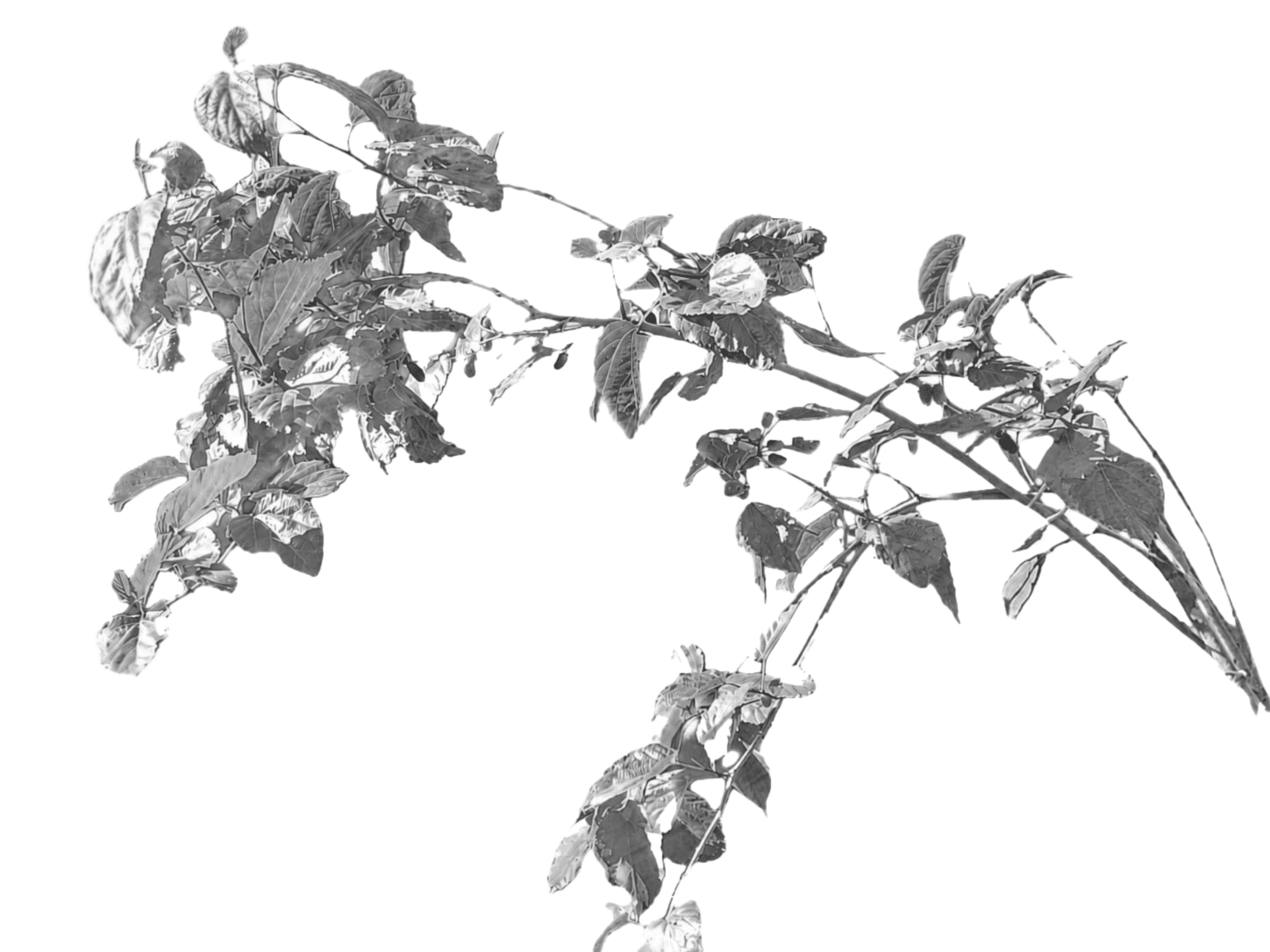 Mûrier